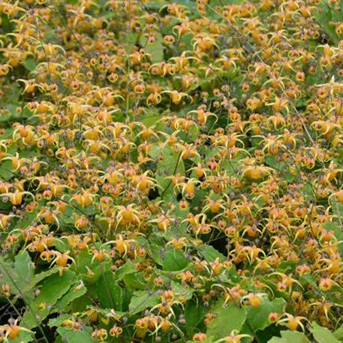 Epimedium Amber Queen - Epimedium amber queen - Plantes