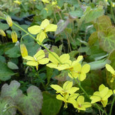 Epimedium perralderianum - Epimedium perralderianum - Plantes