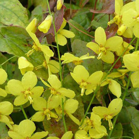 Epimedium Frohnleiten - Epimedium x perralchicum frohnleiten - Plantes