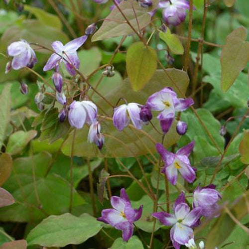 Epimedium Merlin - Epimedium youngianum merlin - Plantes