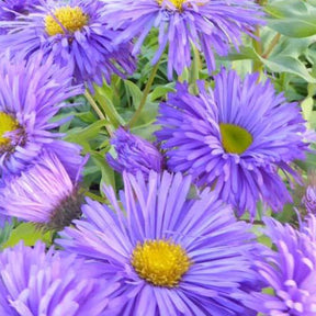 3 Vergerette Azure Beauty - Erigeron - Erigeron azure beauty - Plantes