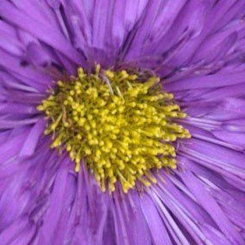 Vergerette Schwarzes Meer - Erigeron schwarzes meer - Plantes