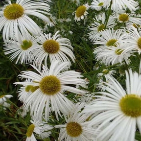 Vergerette Sommerneuschnee - Erigeron sommerneuschnee - Plantes