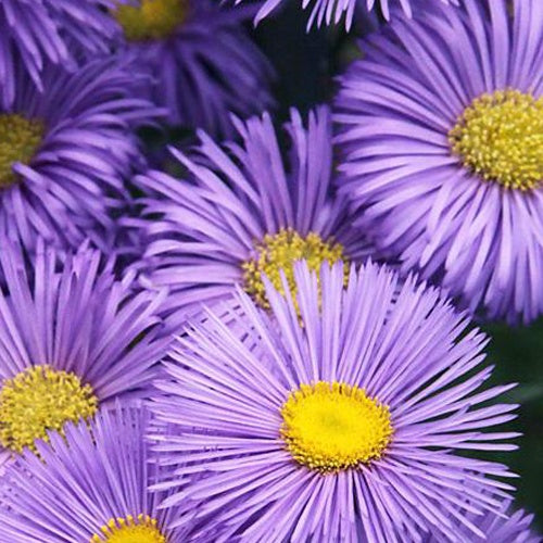 Vergerette Strahlenmeer - Erigeron strahlenmeer - Plantes