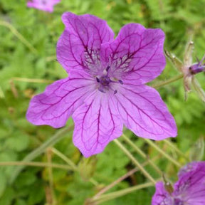 Bec de grue de Manescaut - Erodium manescavii - Plantes