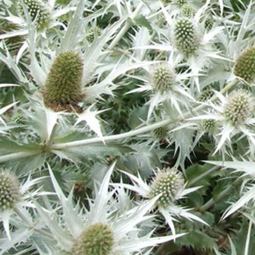 Panicaut géant Silver Ghost - Eryngium giganteum silver ghost - Plantes