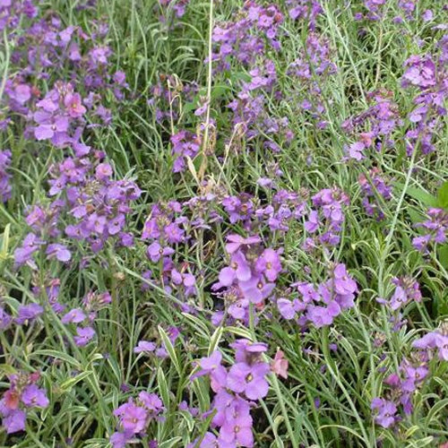 Fausse Giroflée panachée - Erysimum linifolium variegatum - Plantes