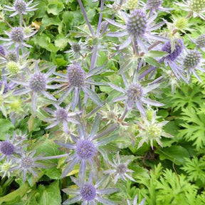 Panicaut à feuilles planes Blue Hobbit - Eryngium planum blue hobbit - Plantes