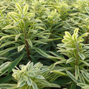 Euphorbe des vallons Burrow Silver - Euphorbia characias burrow silver - Plantes