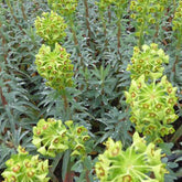 Euphorbe characias Blue Wonder - Euphorbia characias blue wonder - Plantes