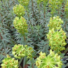 Euphorbe characias Blue Wonder - Euphorbia characias blue wonder - Plantes