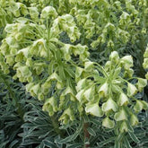 Euphorbe des garrigues Glacier Blue - Euphorbia characias glacier blue - Plantes