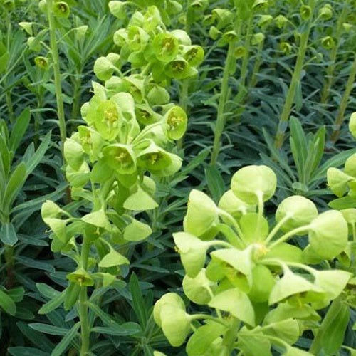 Euphorbe des garrigues - Euphorbia characias - Plantes