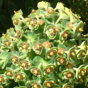 Euphorbe des vallons Portuguese Velvet - Euphorbia characias portuguese velvet - Plantes