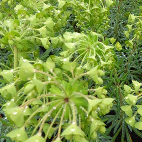 Euphorbe des vallons Starbright - Euphorbia characias starbright - Plantes