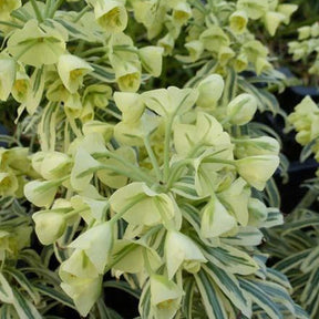 Euphorbe des vallons Tasmanian Tiger - Euphorbia characias tasmanian tiger - Plantes