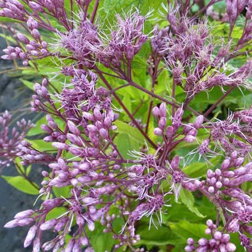 Eupatoire pourpre naine Baby Joe - Eupatorium dubium baby joe - Plantes