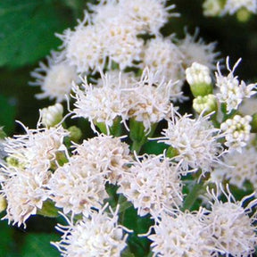 Eupatoire blanche Lucky Melody - Ageratina altissima allmelody  lucky melody - Plantes