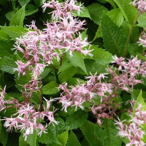 Eupatoire Mask - Eupatorium mask - Plantes