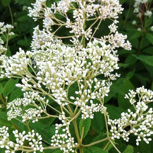 Eupatoire maculée Album - Eupatorium maculatum album - Plantes