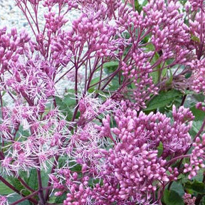 Eupatoire maculée Riesenschirm - Eupatorium maculatum riesenschirm - Plantes