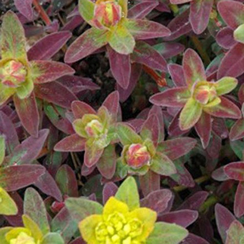 Euphorbe polychrome Bonfire - Euphorbia polychroma bonfire - Plantes