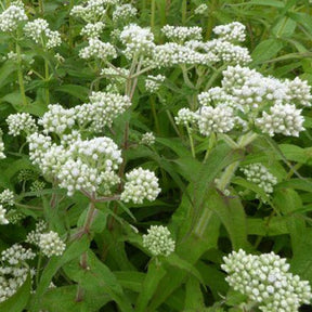 Eupatoire perfoliée - Eupatorium perfoliatum - Plantes