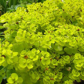 Euphorbe de Sibérie - Euphorbia seguieriana subsp. niciciana - Plantes