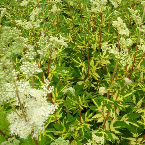 Reine des près Variegata - Filipendula ulmaria variegata - Plantes