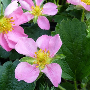 3 Fraisiers roses Pink Panda - Fragaria frel pink panda - Plantes