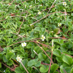 3 Fraises-apricots Mount Omei - Fragaria rubicola mount omei - Plantes