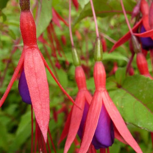 Fuchsia rustique à feuilles pourpres - Fuchsia magellanica var. gracilis - Plantes