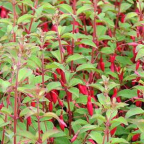 Fuchsia rustique à feuilles pourpres - Fuchsia magellanica var. gracilis - Plantes vivaces