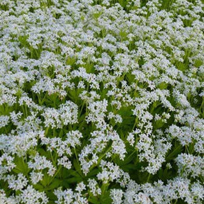 3 Aspérules odorantes - Petits Muguet - Galium odoratum - Plantes