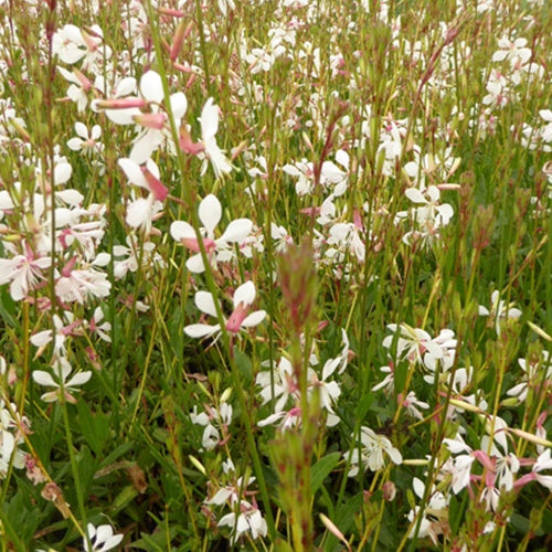 Gaura Madonna - Gaura lindheimeri madonna - Plantes