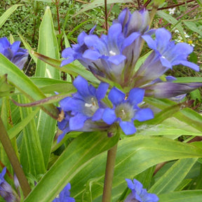 Gentiane de Sibérie - Gentiana dahurica - Plantes