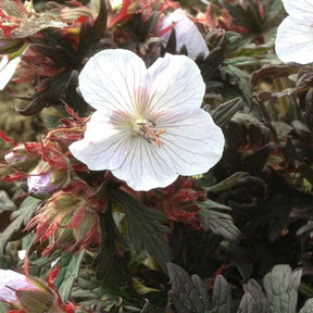 Géranium vivace Black and White Army - Geranium pratense blackn white army - Plantes