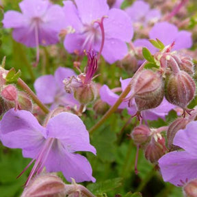 3 Géraniums vivaces des prés - Geranium cantabrigiense cambridge - Plantes