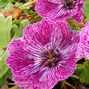 Géranium vivace Jolly Jewel Lilac - Geranium ( cinereum group ) noortlil jolly jewel - Plantes