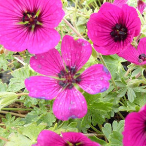 Géranium vivace Jolly Jewel Red - Geranium ( cinereum group ) noortimpred jolly jewe - Plantes