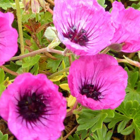 Géranium vivace Jolly Jewel Silver - Geranium ( cinereum group ) noortjjsil jolly jewel - Plantes