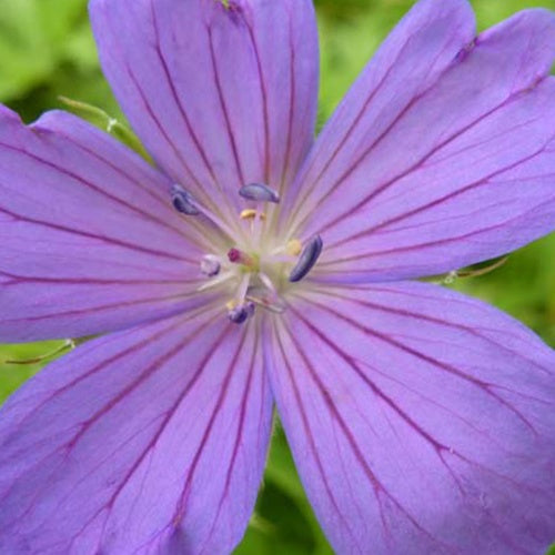 Géranium vivace clarkei Kashmir Blue - Geranium clarkei kashmir blue - Plantes