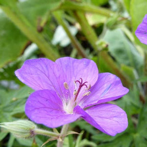 Géranium vivace clarkei Kashmir Purple - Geranium clarkei kashmir purple - Plantes