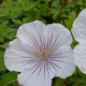 Géranium vivace de l'Himalaya Derrick Cook - Geranium himalayense derrick cook - Plantes