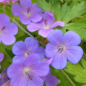 Géranium vivace Blue Sunrise - Geranium blogold blue sunrise - Plantes