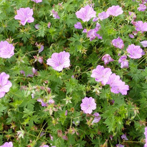 Géranium  vivace Blushing Turtle - Geranium blushing turtle - Plantes