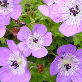 Géranium vivace Bloom Time - Geranium bloomtime - Plantes