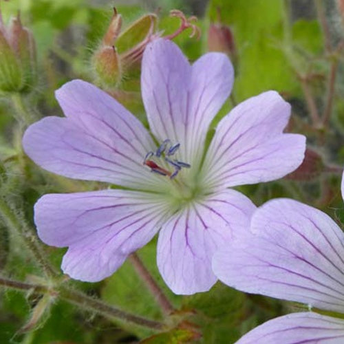 Géranium vivace Chantilly - Geranium chantilly - Plantes