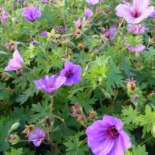 Géranium vivace Dilys - Geranium dilys - Plantes