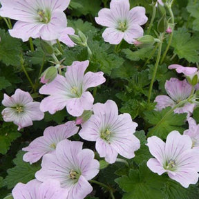 Géranium vivace Dreamland - Geranium bremdream dreamland - Plantes